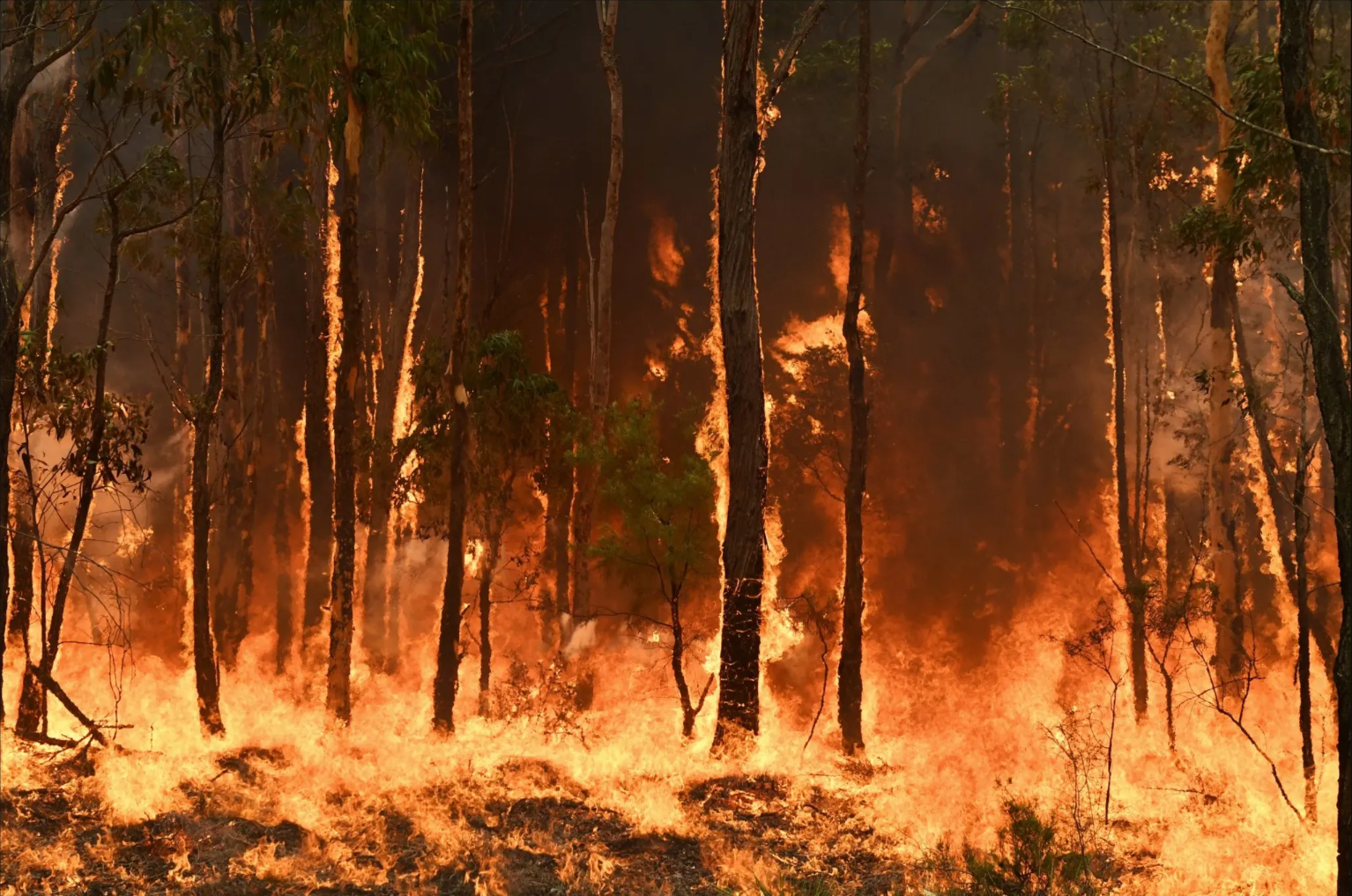 Forest Fire Australia 2023