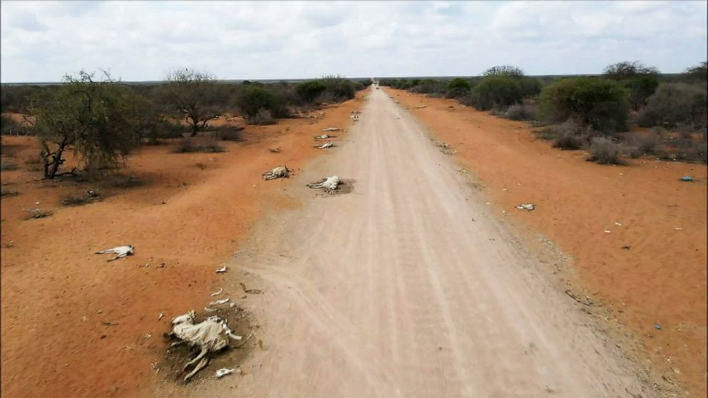 drought with dead cattle